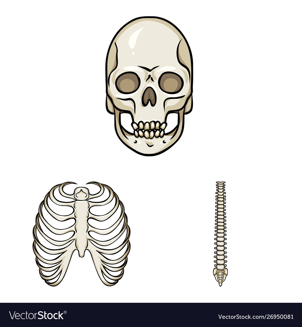 Design Bone And Skeleton Icon Royalty Free Vector Image