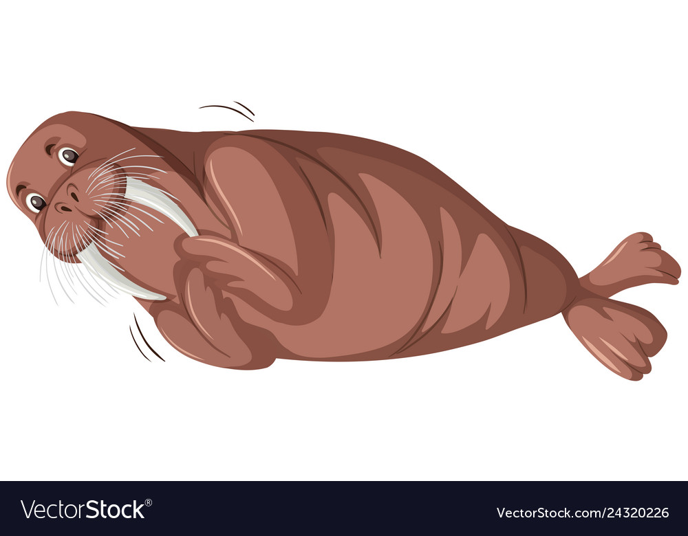 A Walrus Character On White Background Royalty Free Vector