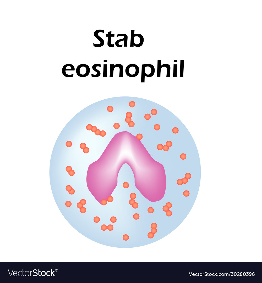 Eosinophil Structure Blood Cells Royalty Free Vector Image