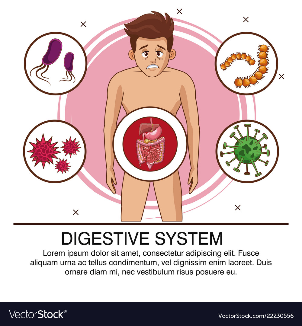 Digestive System Infographic Royalty Free Vector Image