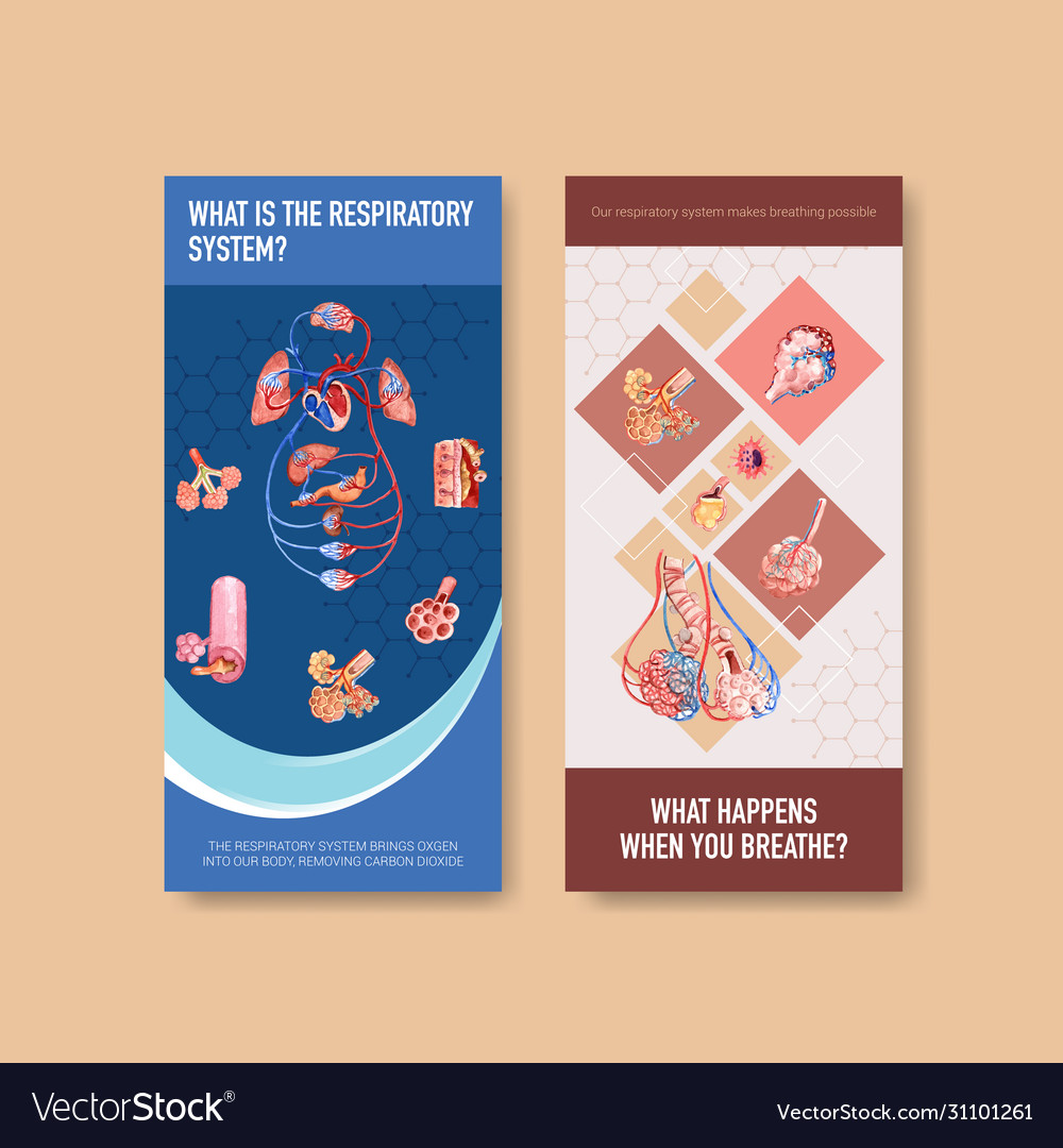 Respiratory Flyer Design With Human Anatomy Vector Image