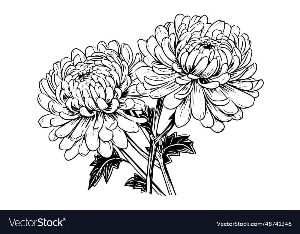 Hand Drawn Ink Sketch Of Chrysanthemum Royalty Free Vector