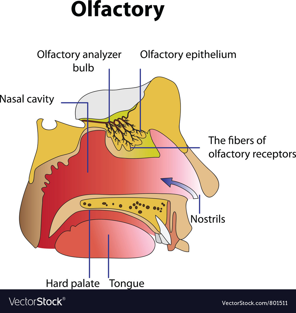 The Human Olfactory Royalty Free Vector Image Vectorstock