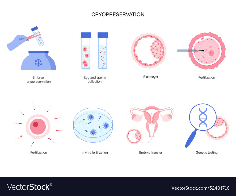 Sperm and egg not developing