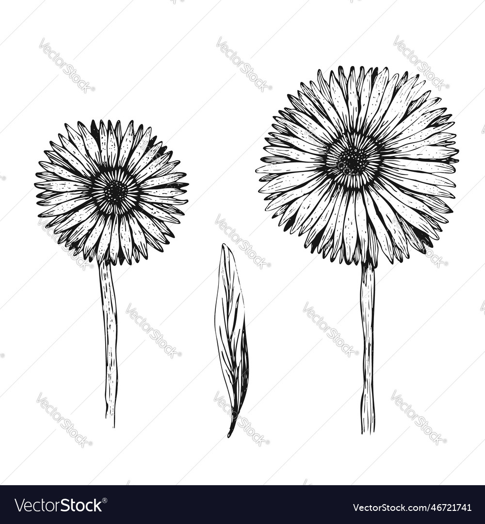 Set Of Hand Drawn Sketch Gerbera Flowers Vector Image