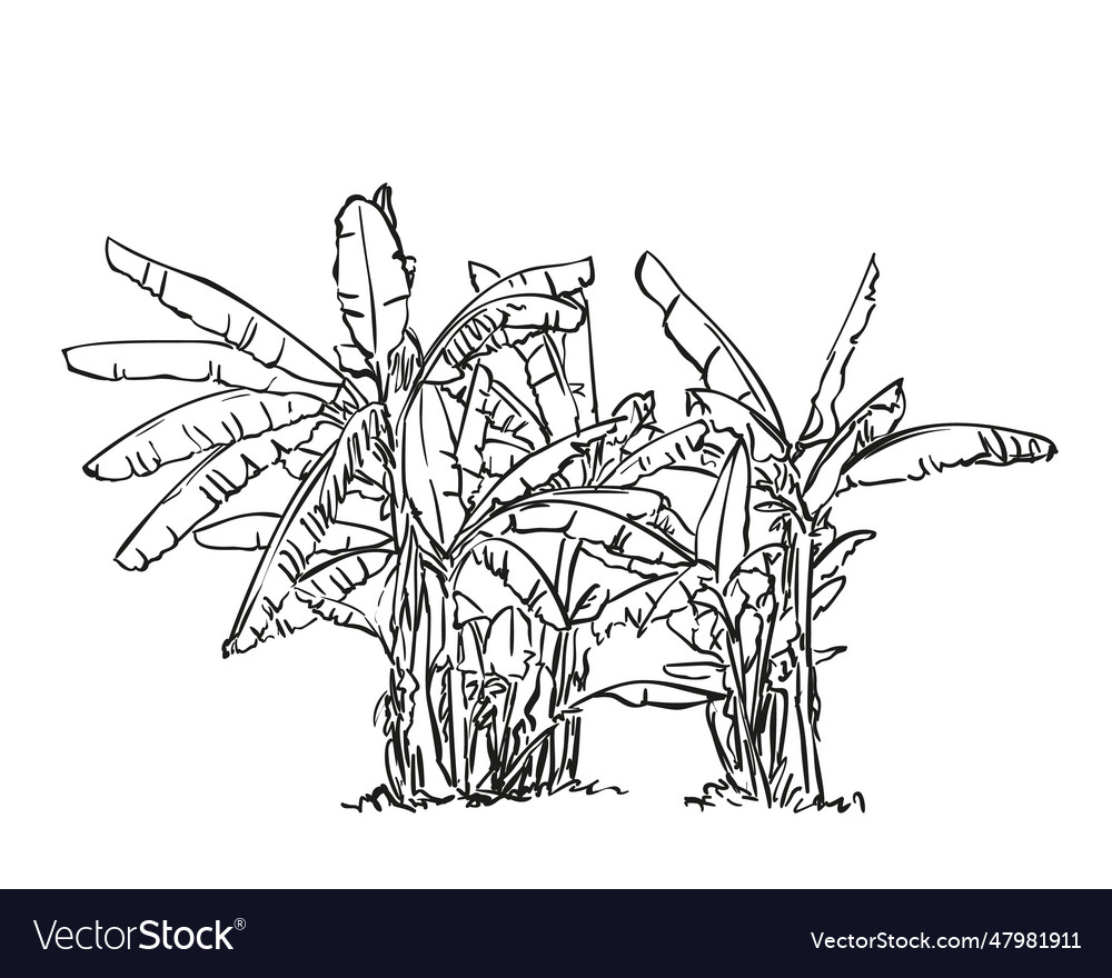 Banana Tree Royalty Free Vector Image VectorStock