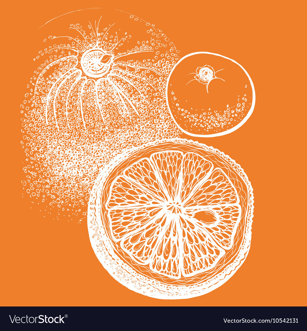 Hand Drawn Orange Citrus In Royalty Free Vector Image