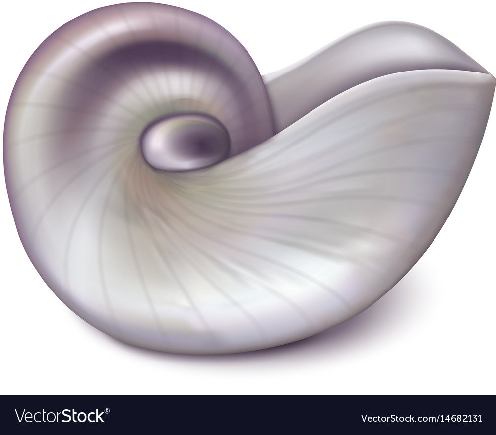 Nautilus Sea Shell Royalty Free Vector Image Vectorstock