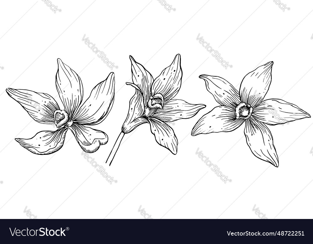 Vanilla Flowers Set Hand Drawn Royalty Free Vector Image