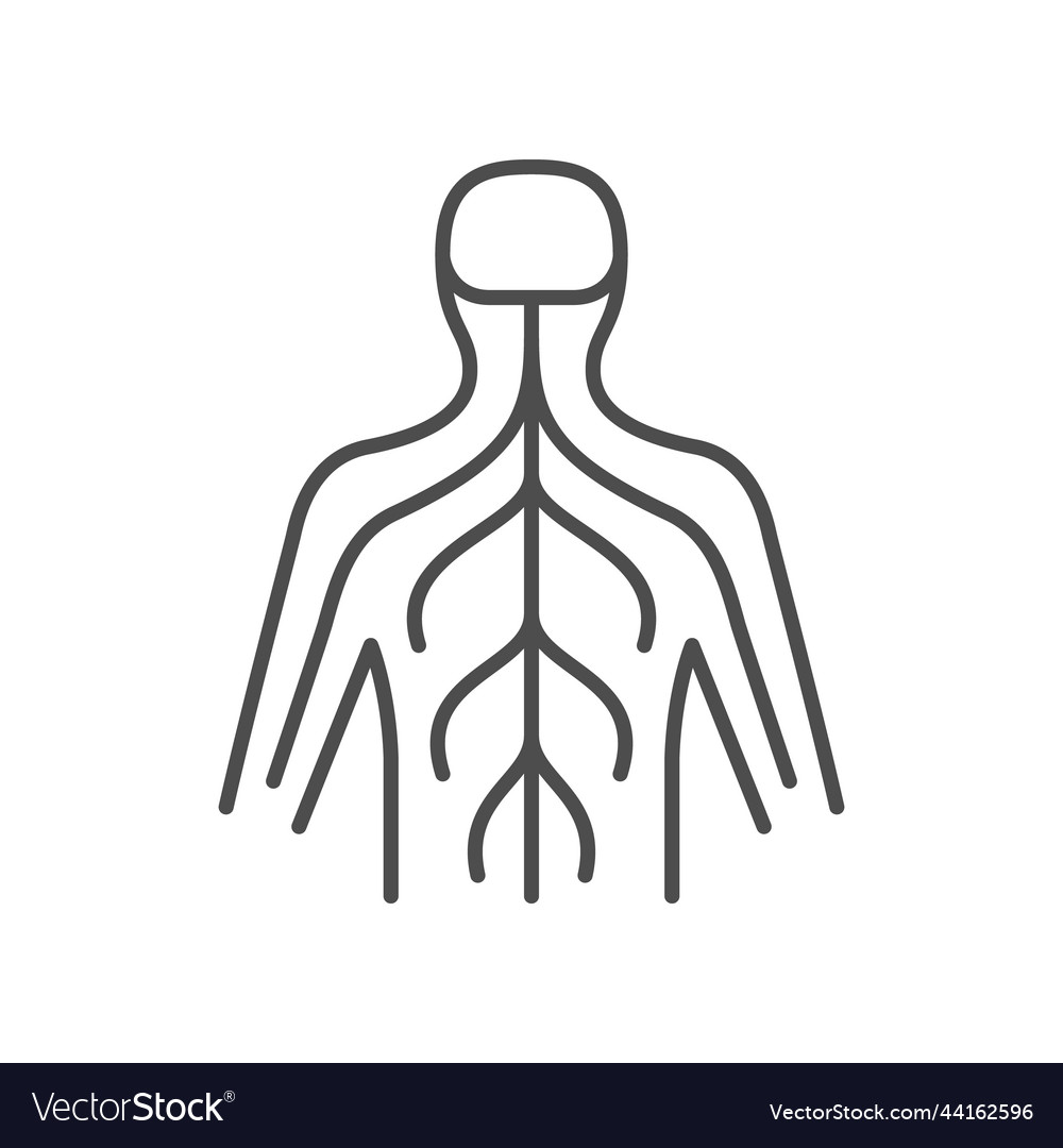 Human Nervous System Line Icon Royalty Free Vector Image