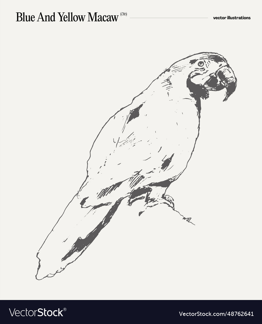 Macaw Parrot Realistic Hand Drawn Sketch Vector Image