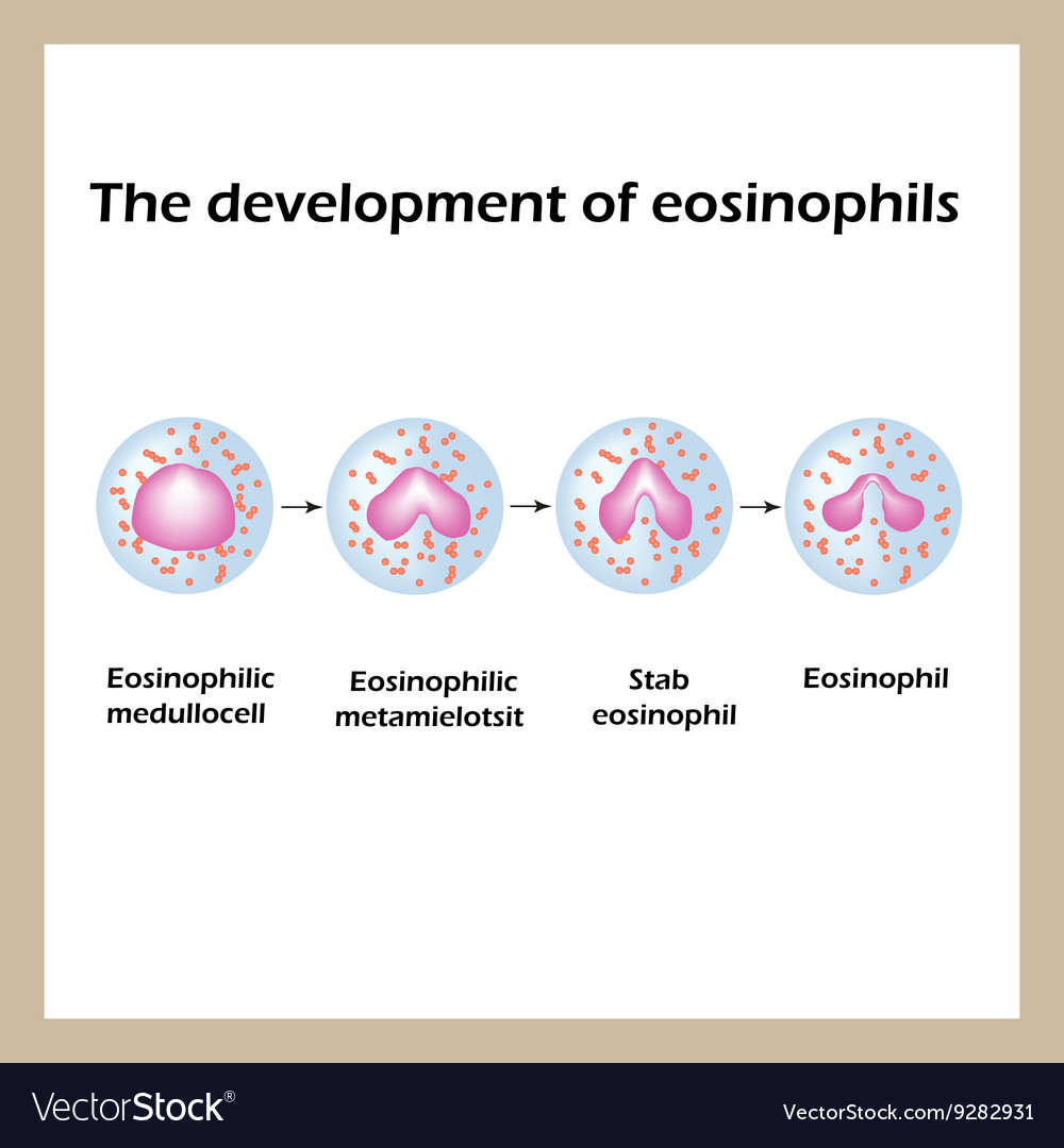 Development Of Eosinophils Infographics Royalty Free Vector