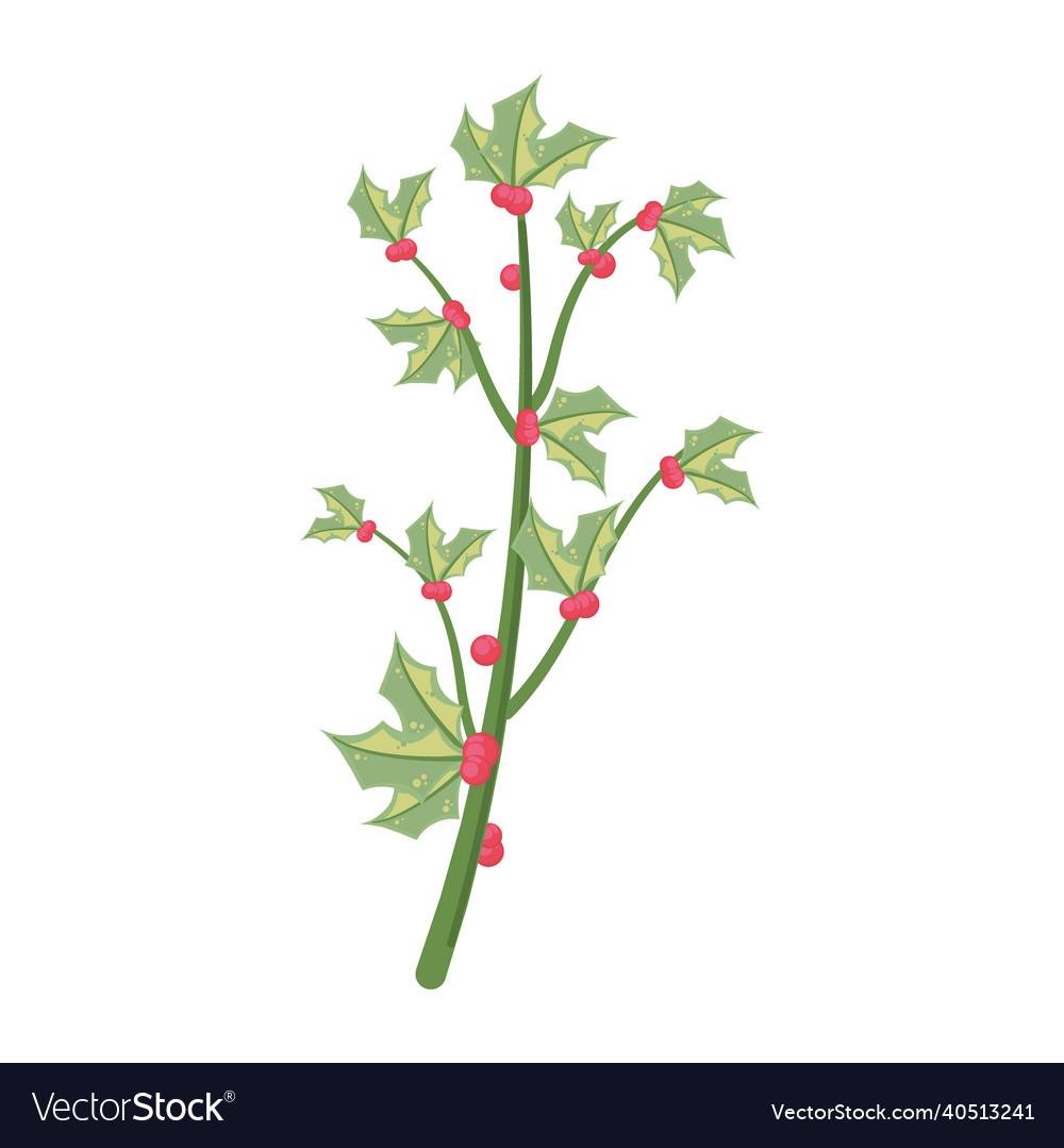 Mistletoe Branch With Leaves Royalty Free Vector Image