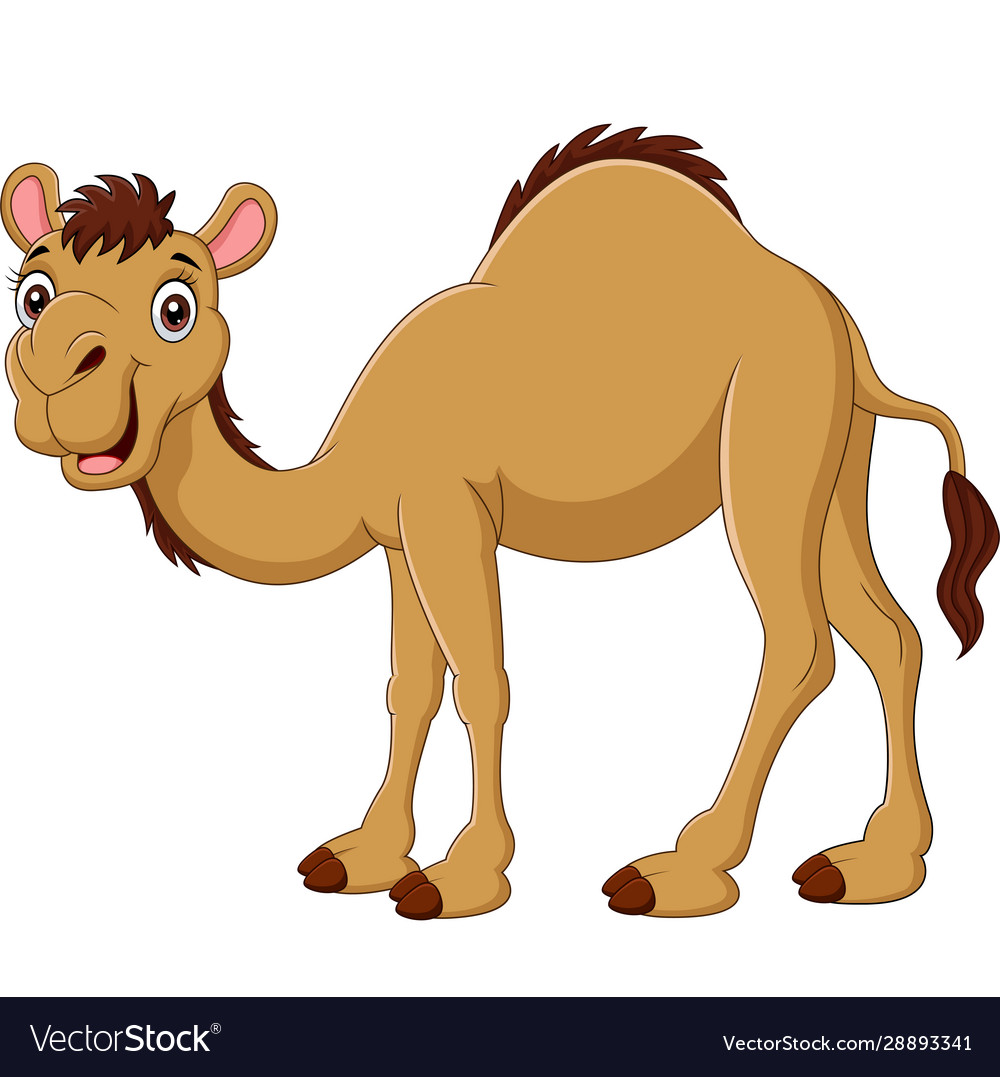 Cartoon Camel Isolated On White Background Vector Image