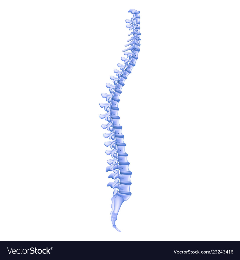 Realistic Bone Profile Human Spine Royalty Free Vector Image