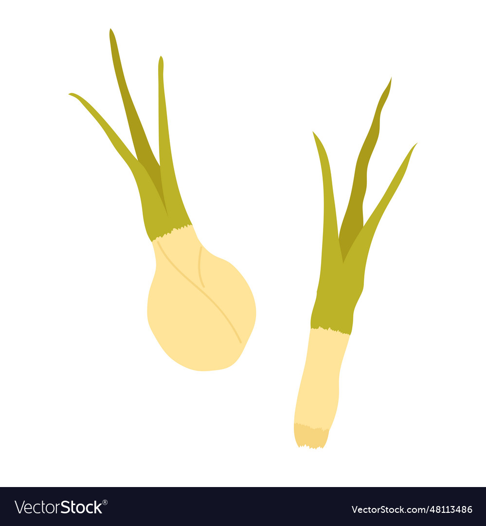 Fresh Green Onion Royalty Free Vector Image Vectorstock