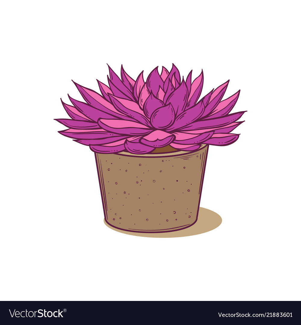 Succulent Plant In Concrete Pot Hand Drawn Vector Image