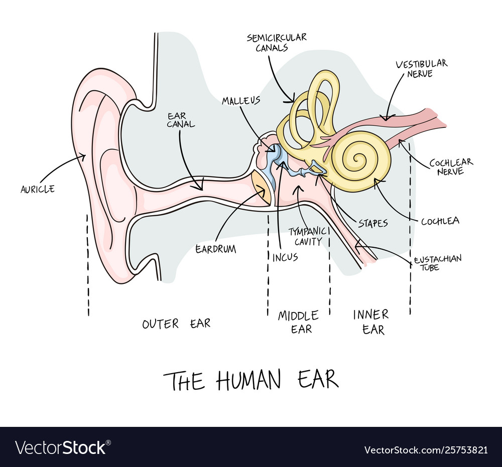 Hand Drawn Human Ear Anatomy Royalty Free Vector Image