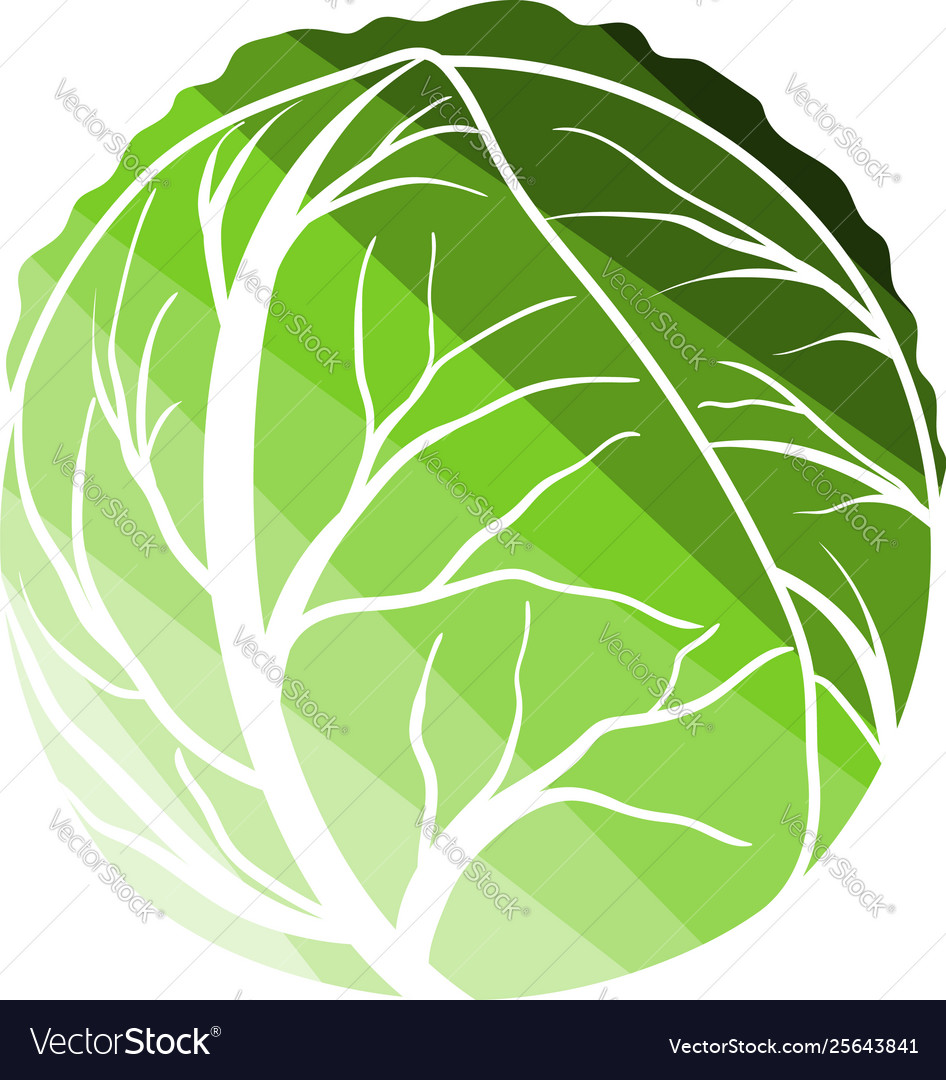 Cabbage Icon Royalty Free Vector Image Vectorstock