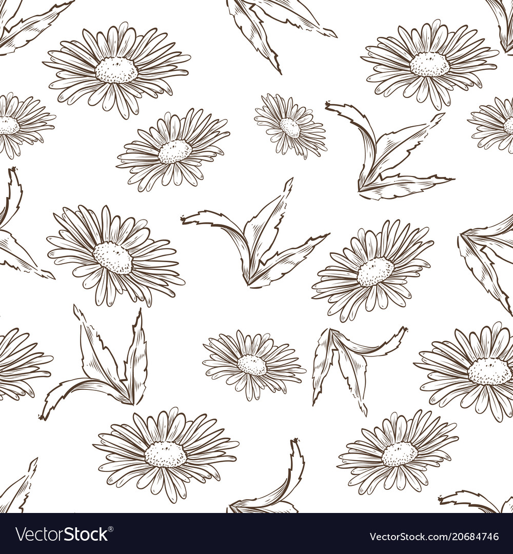 Chamomile Seamless Pattern Royalty Free Vector Image