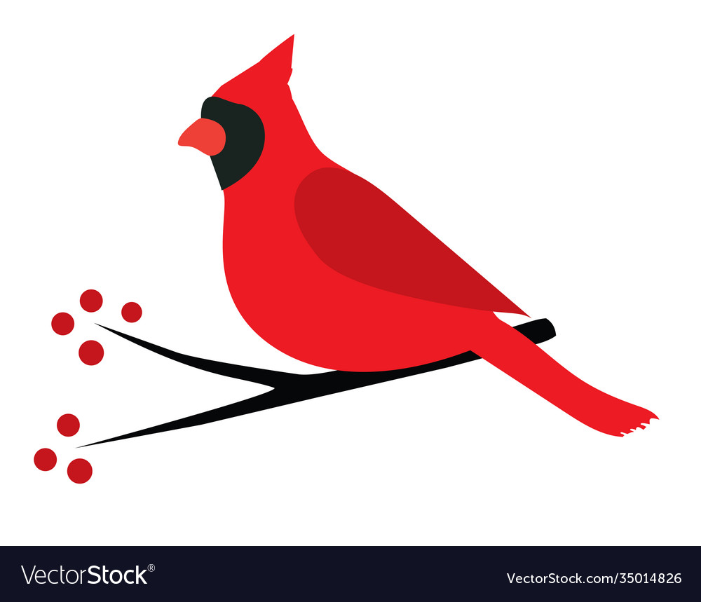 Cardinal Bird Royalty Free Vector Image VectorStock