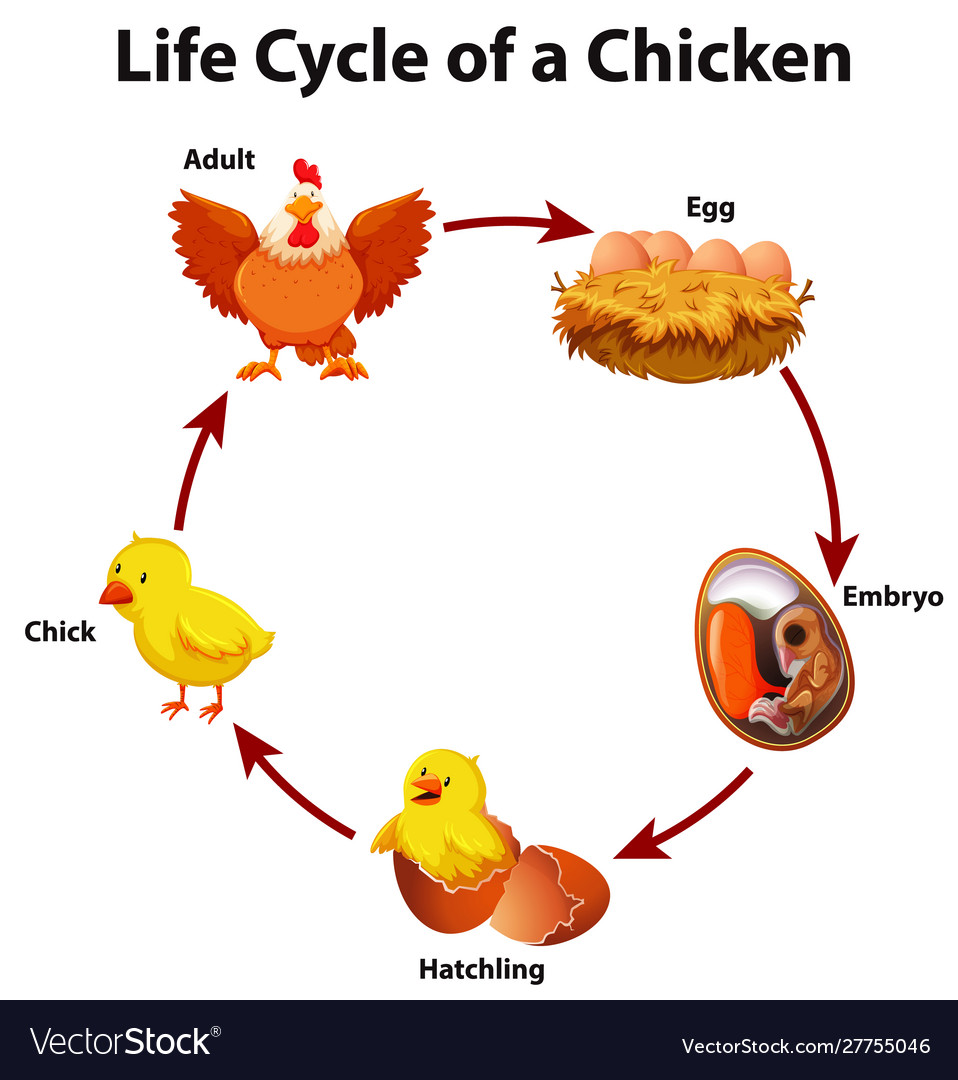 Diagram Showing Life Cycle Chicken Royalty Free Vector Image