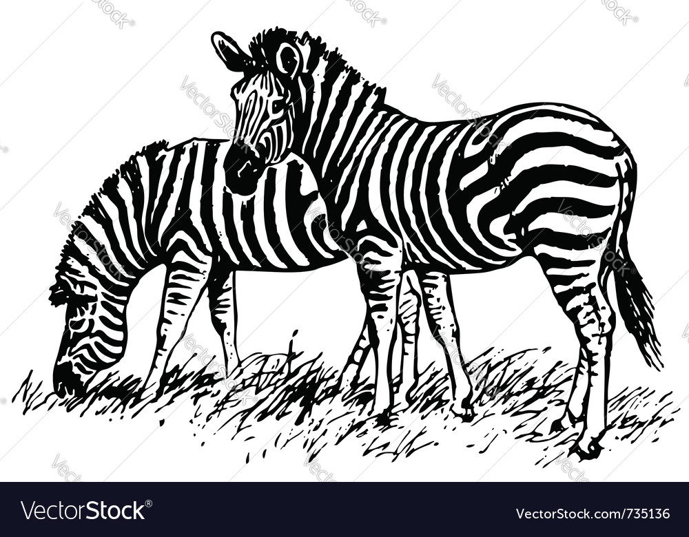 Zebra Royalty Free Vector Image Vectorstock