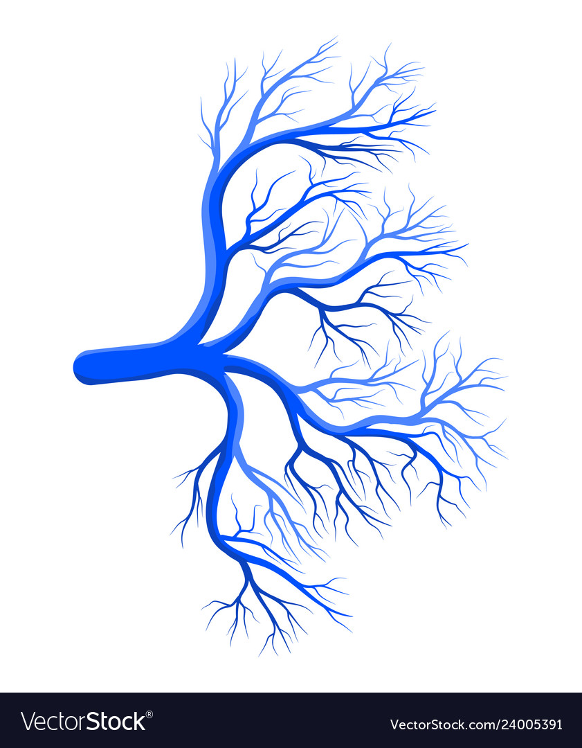 Blue veins image