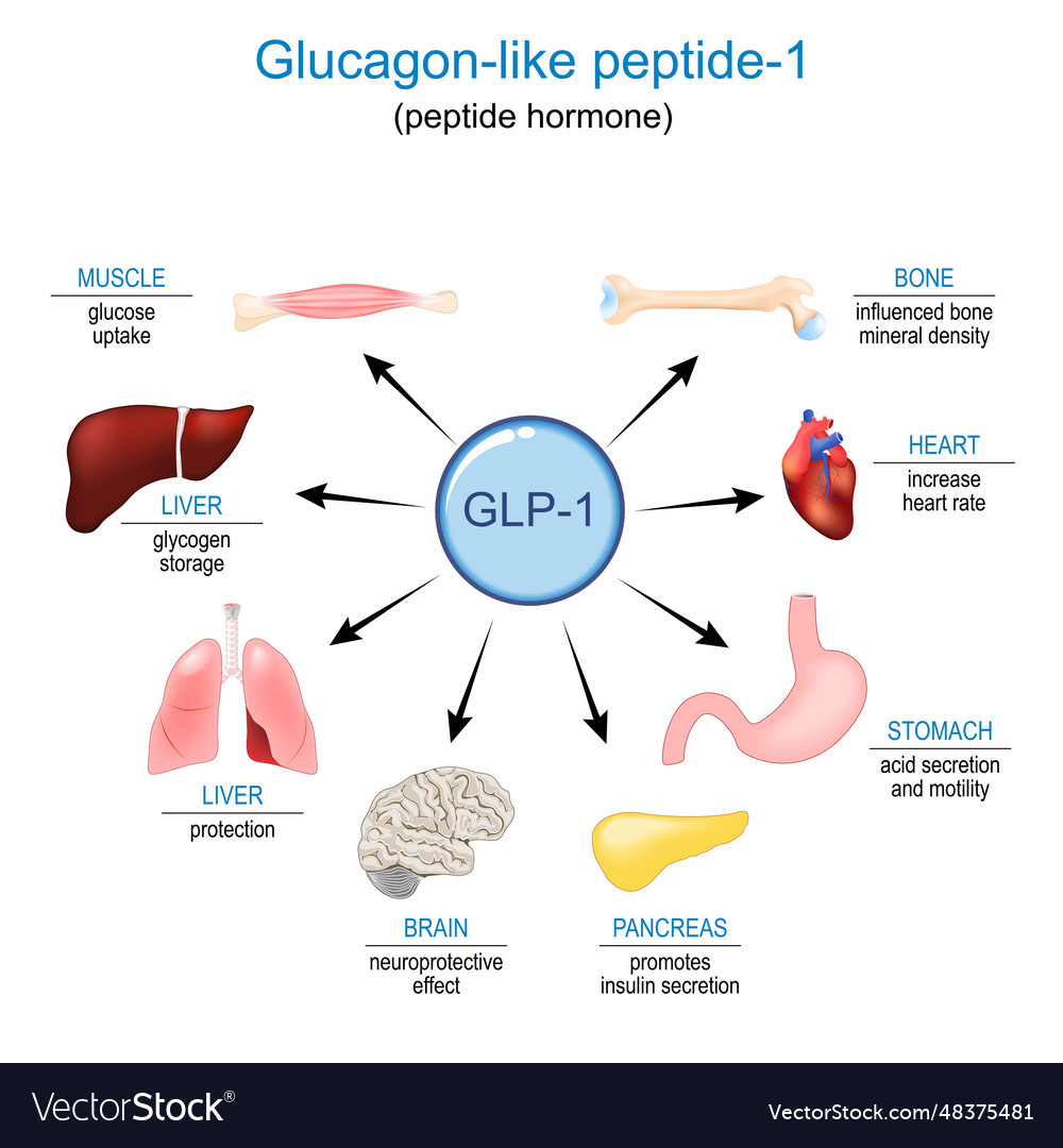 Glp Glucagon Like Peptide Royalty Free Vector Image