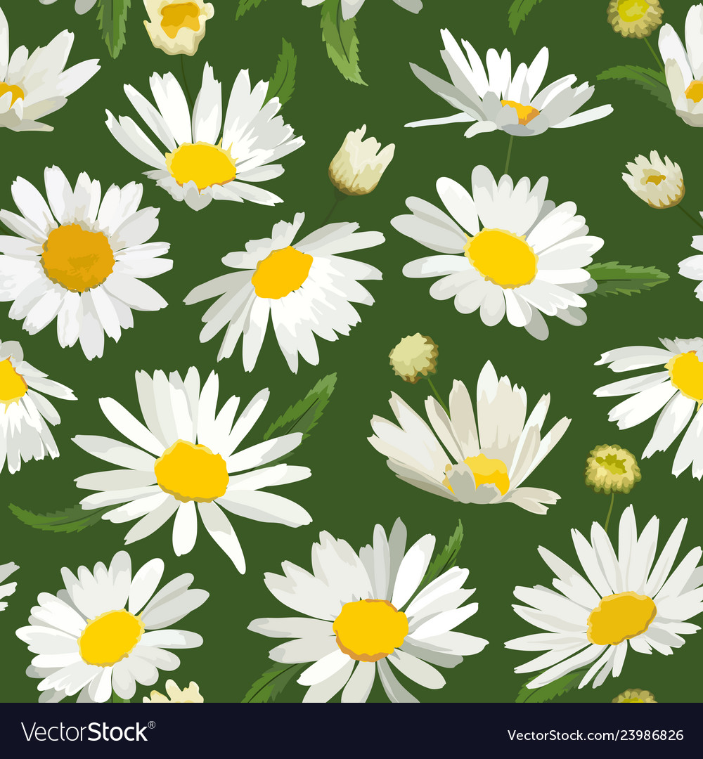 Floral Seamless Pattern With Chamomile Flowers Vector Image