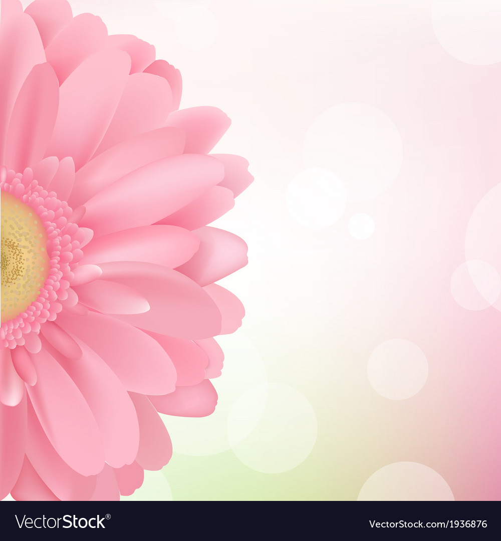 Pink Gerbera Royalty Free Vector Image VectorStock