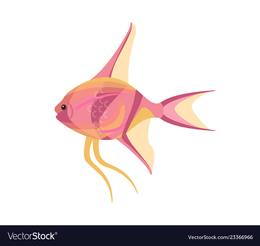 Scalar Aquarium Fish Isolated On White Graphic Vector Image