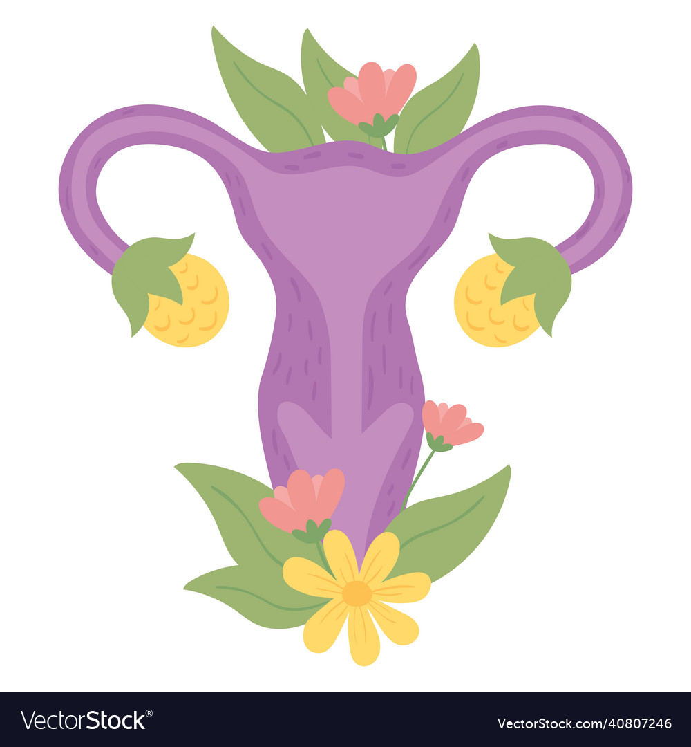 Uterus Human Body Part Royalty Free Vector Image