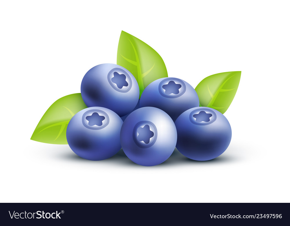 Blueberry Icon Isolated On Royalty Free Vector Image