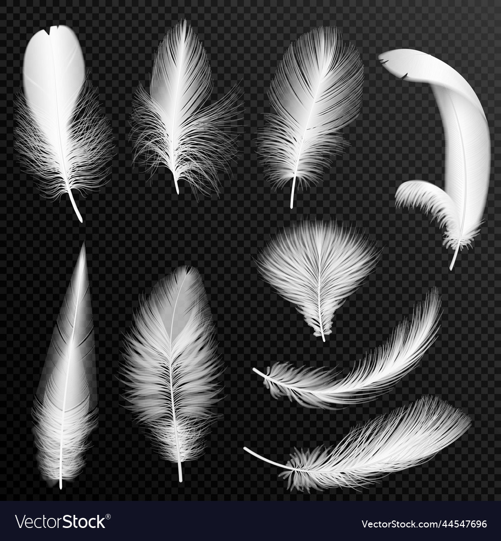 Realistic White Feathers Collection Set Of Fluffy Vector Image