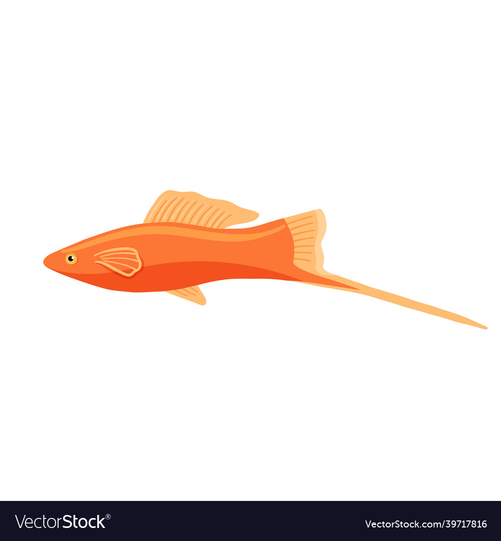 Red Aquarium Fish Swordfish Clipart Royalty Free Vector