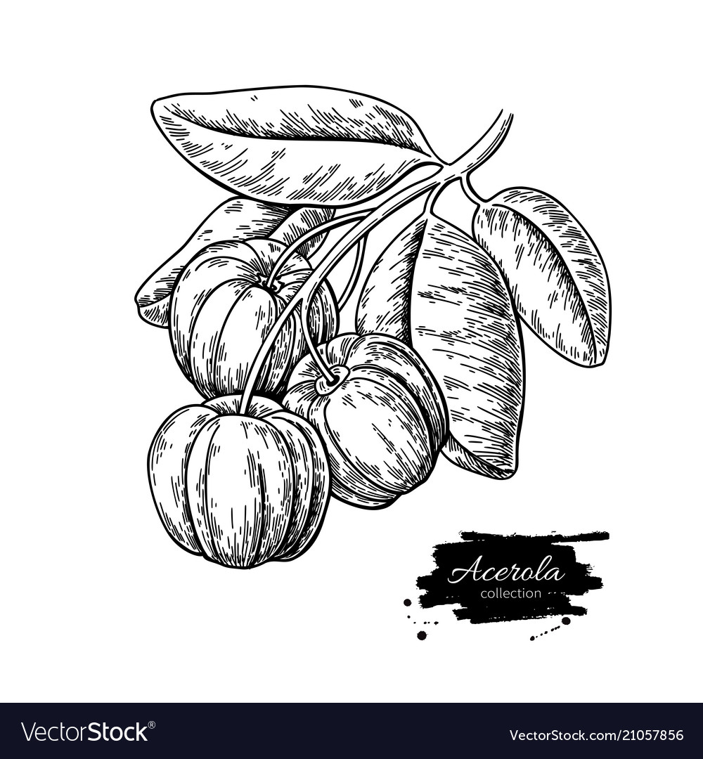 Hand drawn Sketch Fruit вишня