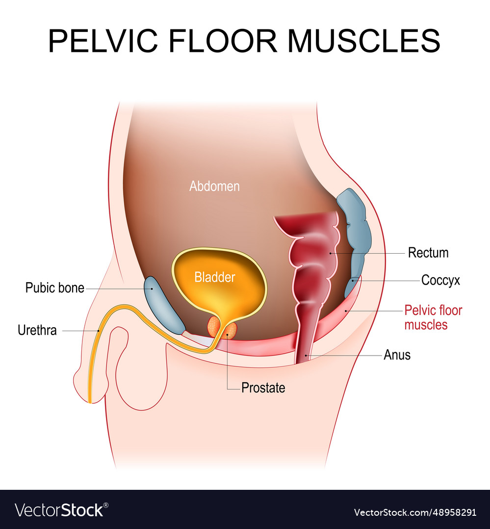 Pelvic Floor Muscles Cross Section Of Male Abdomen