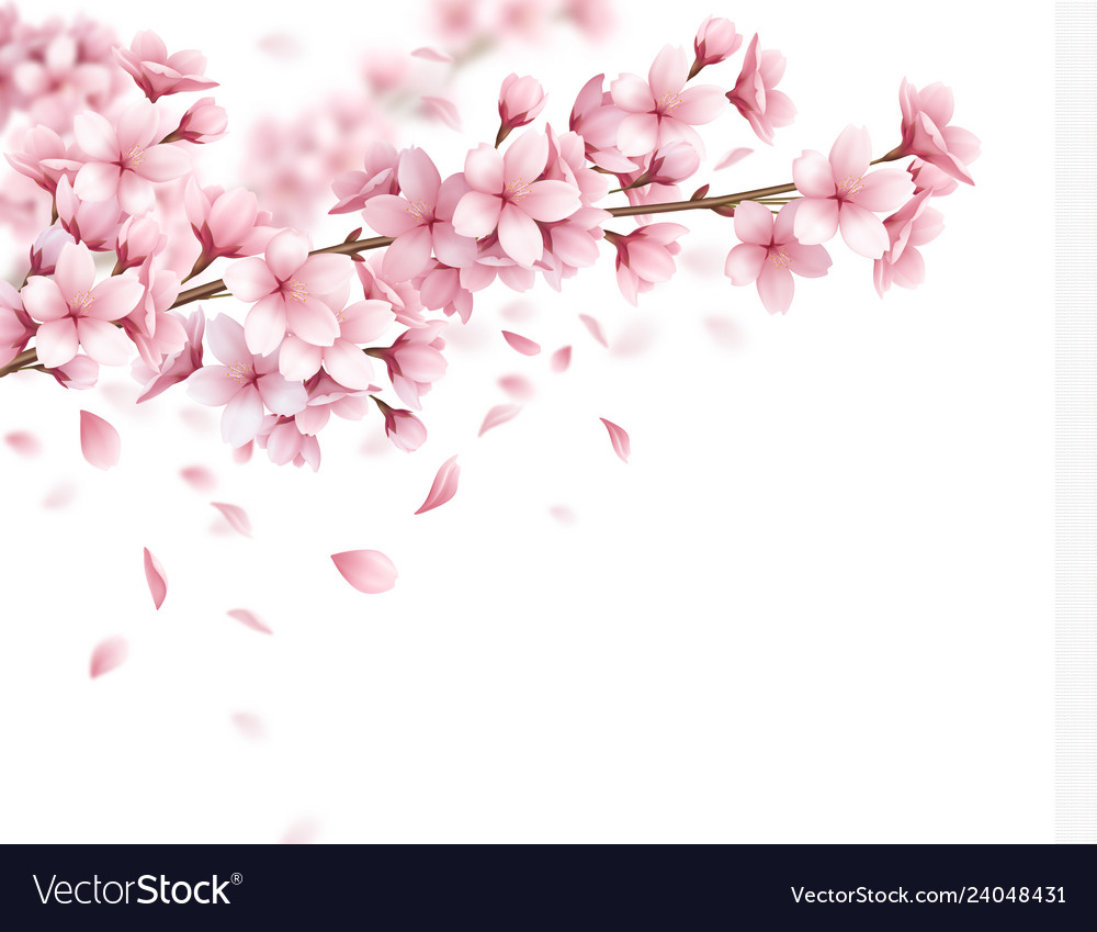 Sakura Realistic Background Royalty Free Vector Image