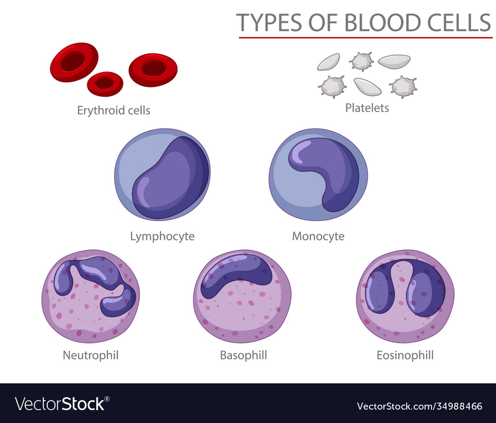 Type Blood Cells Royalty Free Vector Image VectorStock