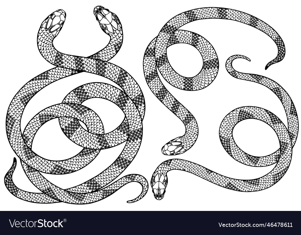 Stylized Contour Snakes Royalty Free Vector Image