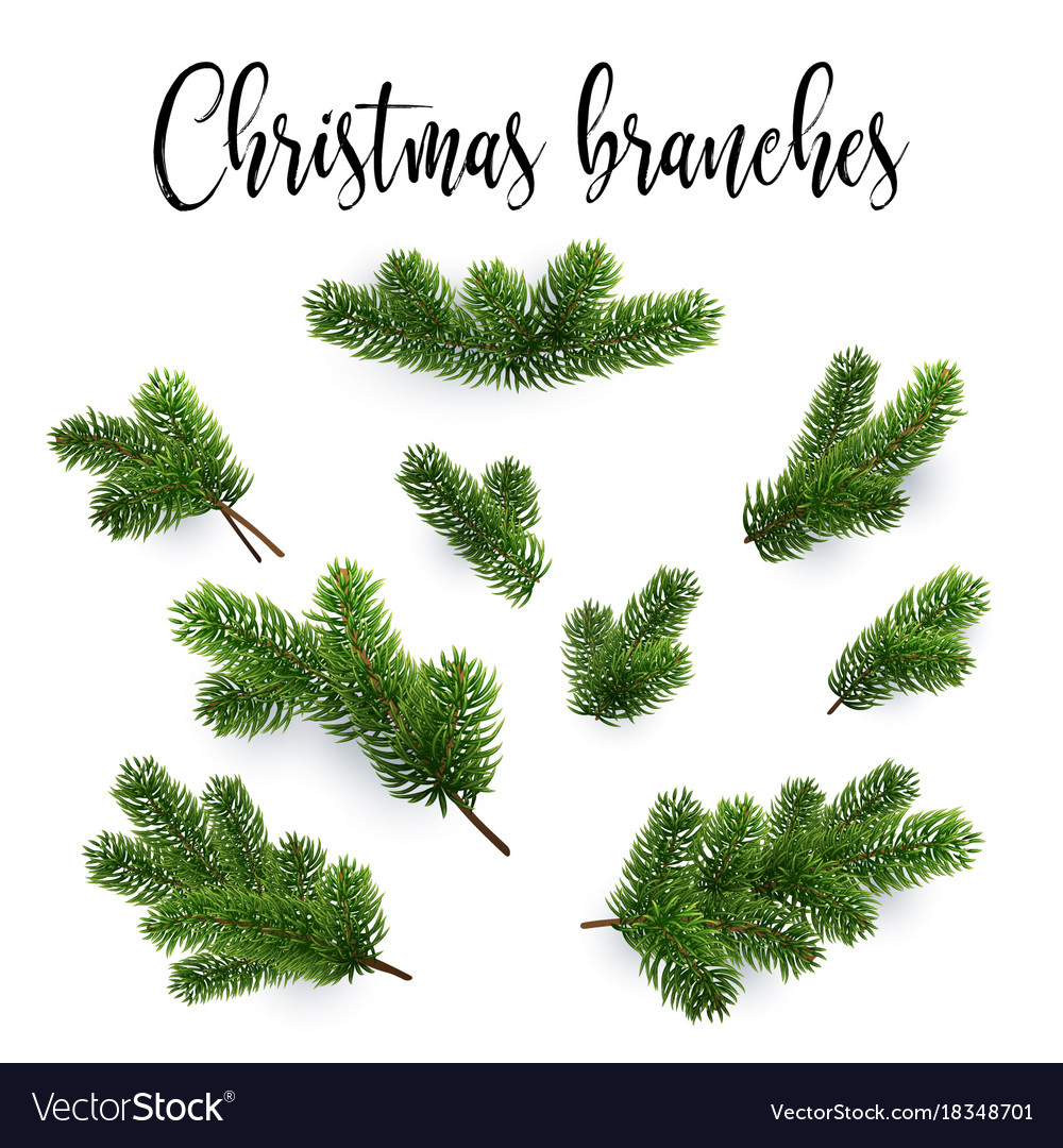 Set Of Fir Branches Christmas Tree Pine Conifer Vector Image