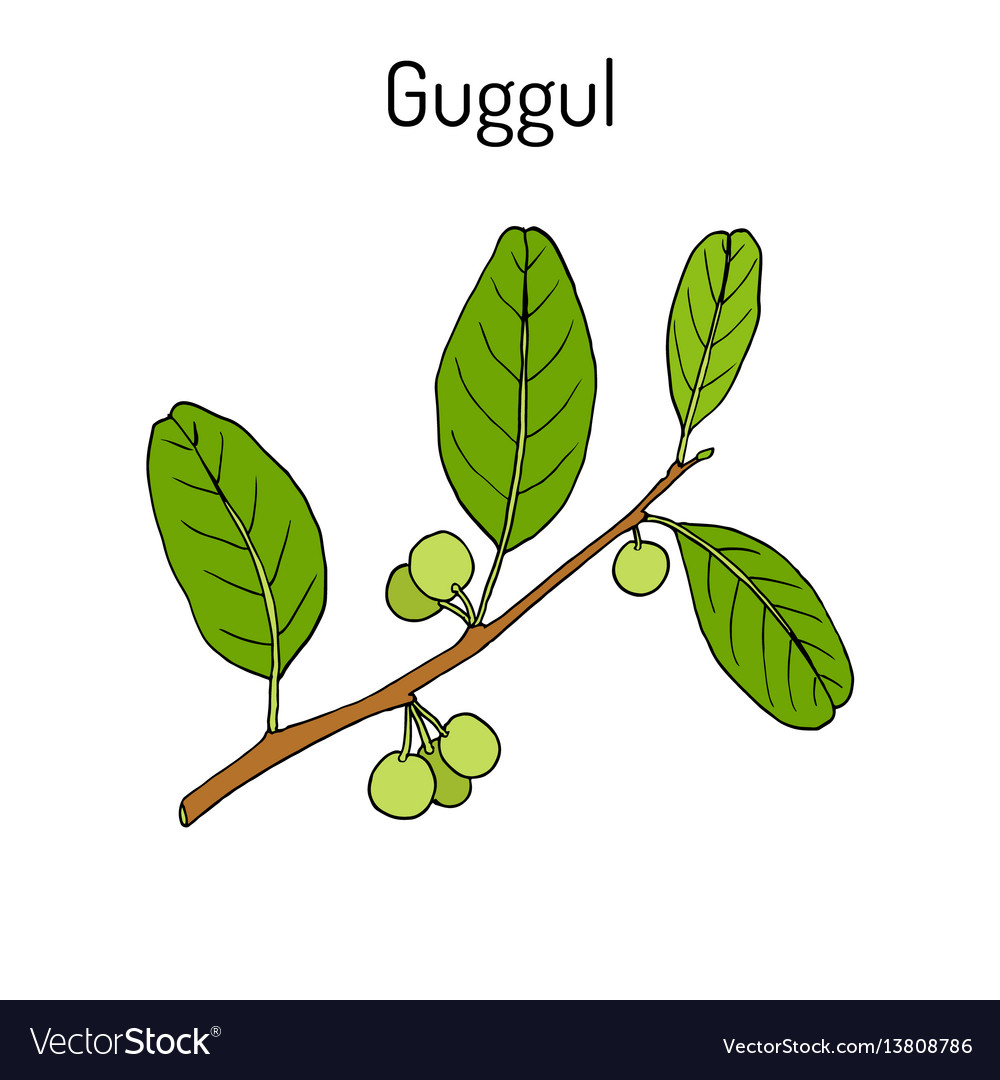 Best Ayurvedic Plant Guggul Commiphora Wightii Vector Image