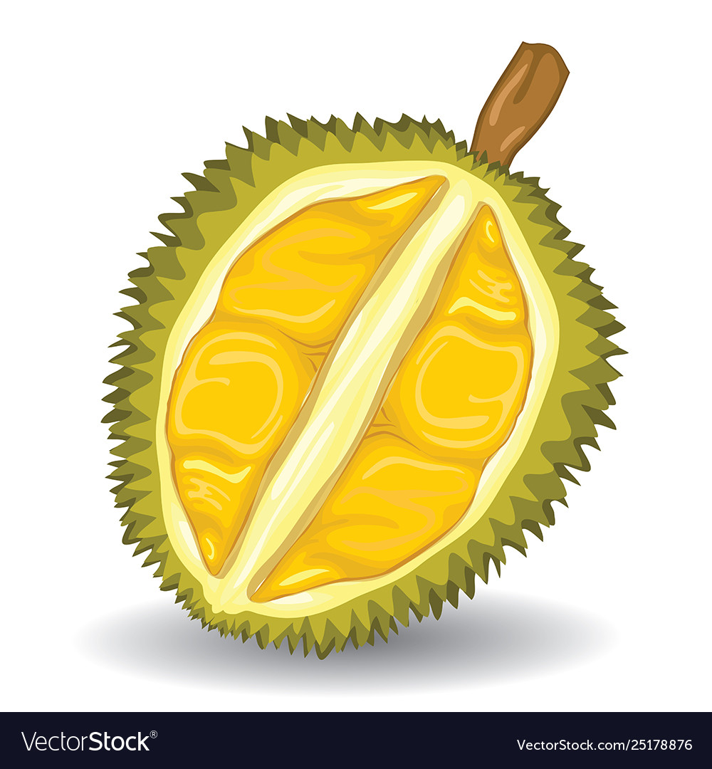 Durian Fruit On White Background Royalty Free Vector Image