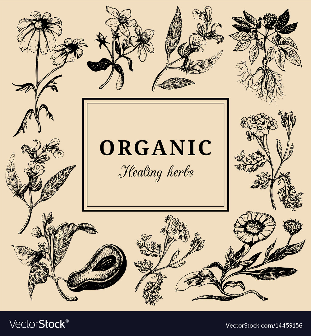 Hand Drawn Herbs Officinalis Cosmetic Royalty Free Vector