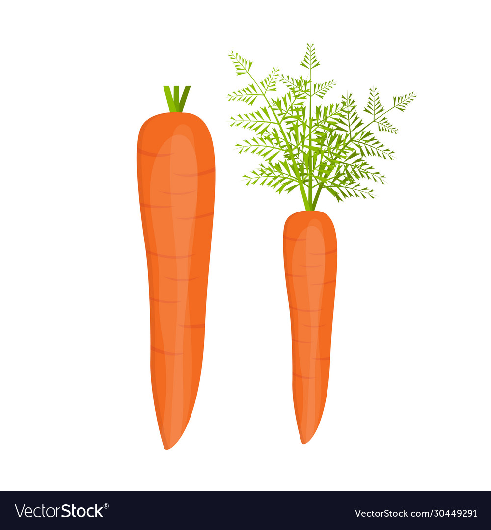 Fresh Carrot Royalty Free Vector Image Vectorstock