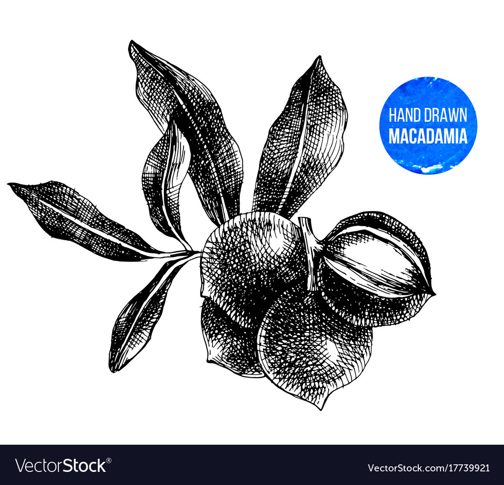 Hand Drawn Macadamia Nuts Royalty Free Vector Image