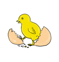 Cracked Egg With Cute Bird Cartoon Inside Vector Image