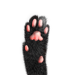 Realistic Cat Paw Royalty Free Vector Image VectorStock