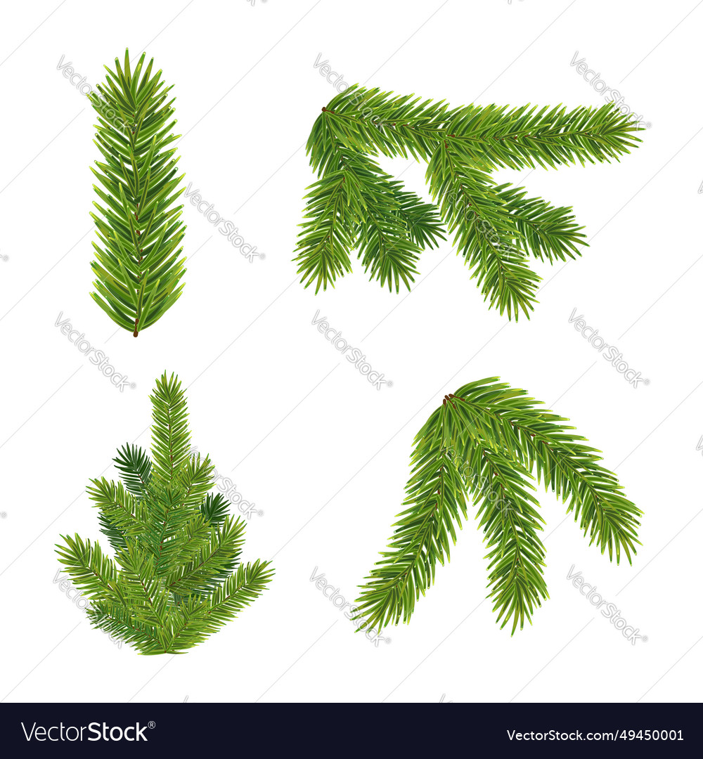 Realistic christmas tree and fluffy green pine Vector Image